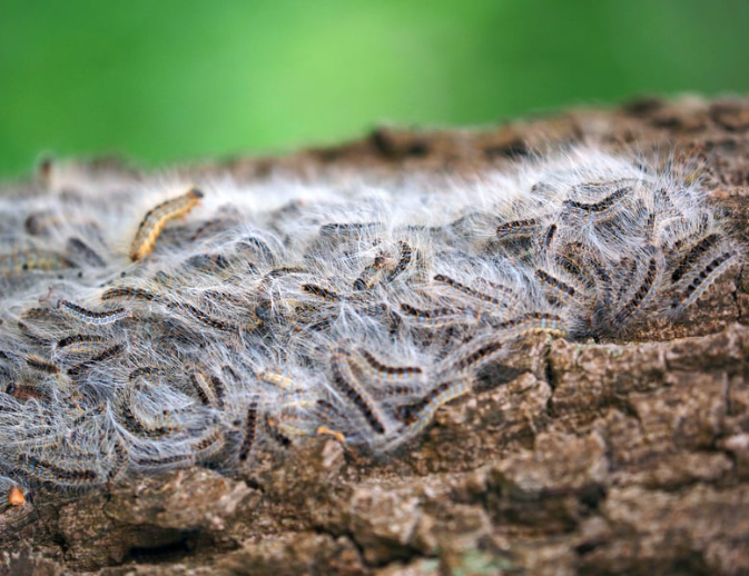 processierups nest op boom eikenprocessierups