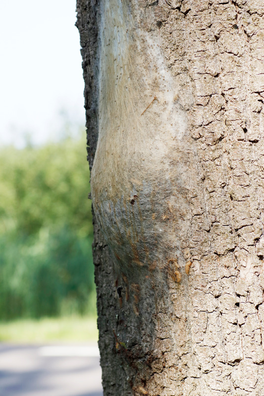 processierups nest op boom processierupsen